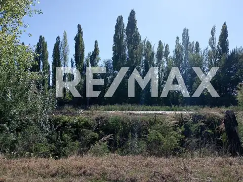 RUTA 151 Y LAS MARGARITAS