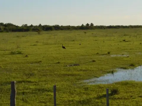 CAMPO A LA VENTA GANADERO EN CORRIENTES, CON EXCELENTES MEJORAS