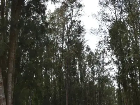 Lotes en venta juntos o separados! Los Naranjos II - Interno