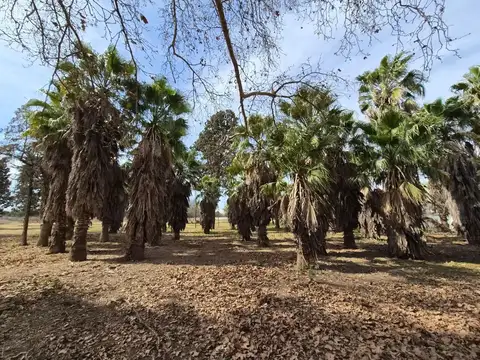 VENTA FINCA CON VIÑEDO COLONIA CAROYA