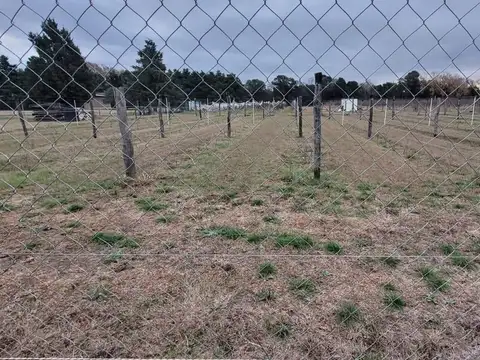 VENTA FINCA CON VIÑEDO COLONIA CAROYA