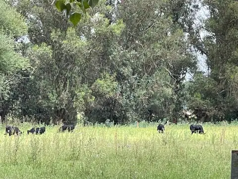Campo en Venta de 5  ha