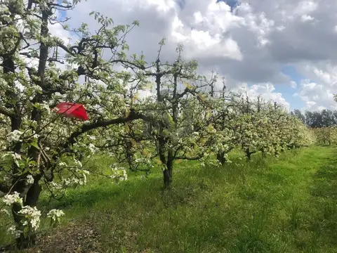 VENTA CHACRA, CAMPO PRODUCTIVO PROX. ATLANTIDA, PERAS Y LIMO