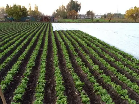 finca , rodeo de la cruz , km8