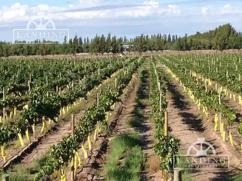 Campo - Finca Productiva de 5 has, finca boutique, viñedo Malbec