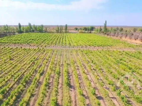 Campo - Finca Productiva de 5 has, finca boutique, viñedo Malbec