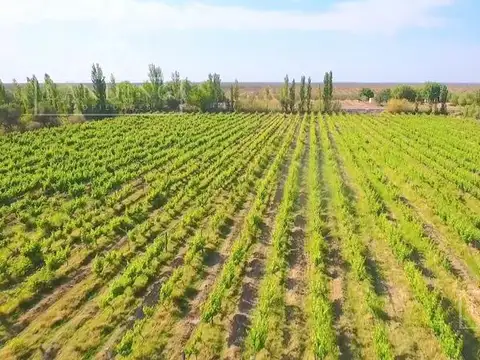Campo - Finca Productiva de 5 has, finca boutique, viñedo Malbec