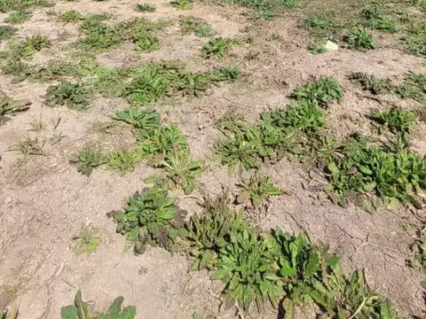 Terreno en Venta de 420,0 m2