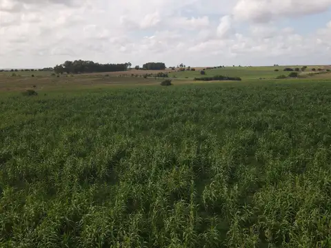 Campo en venta de 150 ha Agrícola Ganadero en Florida