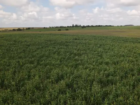Campo en venta de 150 ha Agrícola Ganadero en Florida