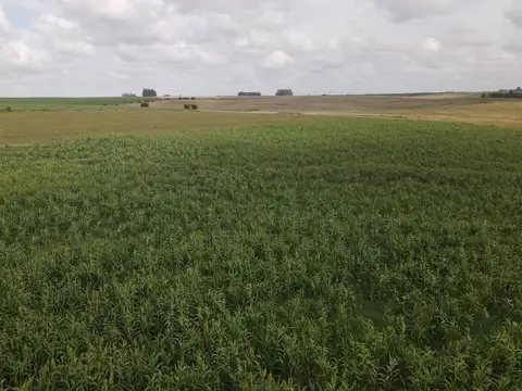 CAMINO  PASO CALLEROS