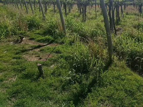Finca Apta Urbanización Las Catitas, Santa Rosa