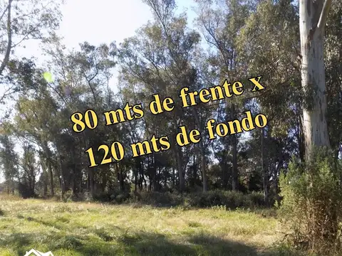 Camino 038 1000
