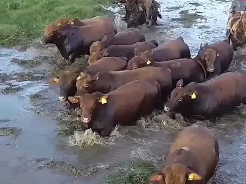 Campo en Venta de 8.200  ha