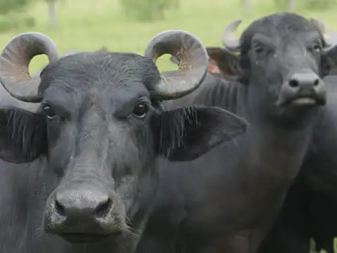 ESTANCIA completa. Naturaleza.