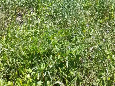 Camino a Complejo el Tata y Virgen de guadalupe 600