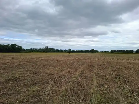 Calle de las Cortaderas 300