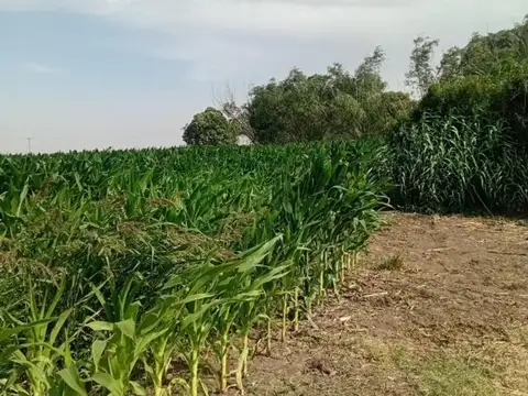 Libertad 100