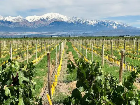 Lote en venta en Tupungato Valley | 1.000 m² con vistas a la Cordillera y Volcán Tupungato