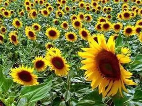 ESTANCIA en TOBAS ( 1500 HAS)