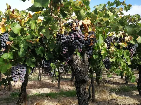 Barrera