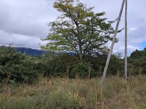 Madreselva
