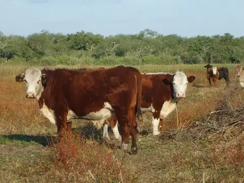 Campo en Venta Mixto