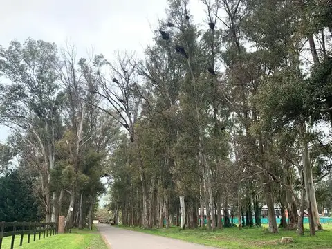 Terreno - Haras San Pablo