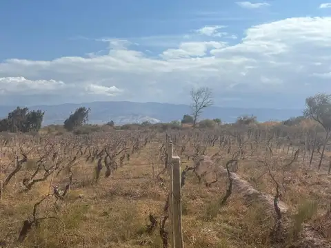 Terreno en Venta de 8129,0 m2