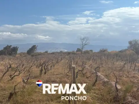 SE VENDE TERRENO c/VIÑEDOS EN FIAMBALA-TINOGASTA