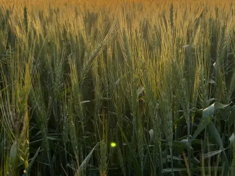 VENTA DE CAMPO EN SAGUIER SUELO 1