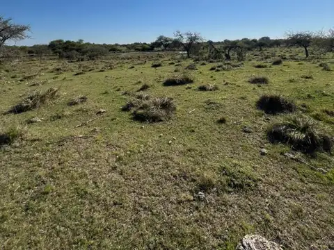 Campo 216 hec ganadero-ovino Sauce Corrientes