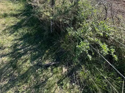 Campo en Venta Ganadero