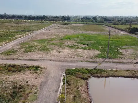 Mandolini y Bayol Lote 25