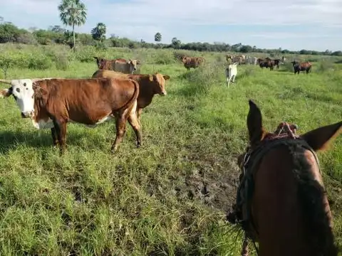 Campo - Venta - Paraguay, Tte. Domingo Martinez de Irala