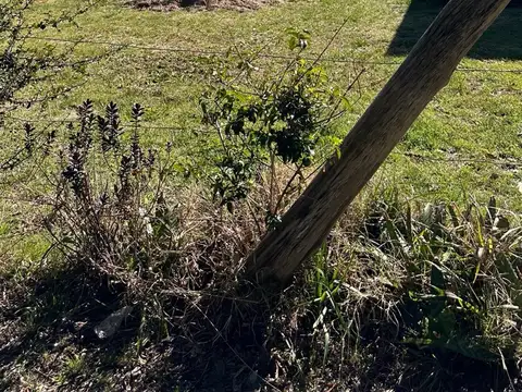 Obispo Colombres  al 1400