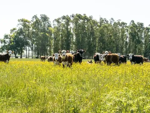 40 has Campo Ganadero en Coronda