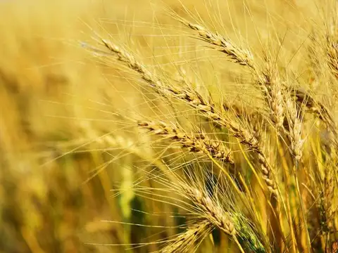 40 ha en Venta Campo Ganadero en Coronda Acepta permuta en Rosario