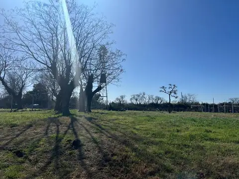 Patricios 800