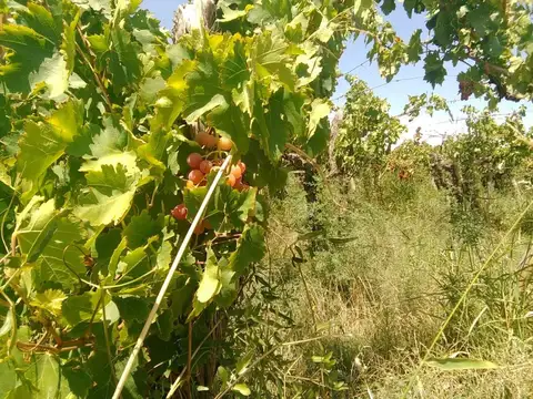 Terreno en Venta en Fiambala, USD 20.000