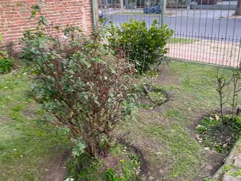 Curupayti 500