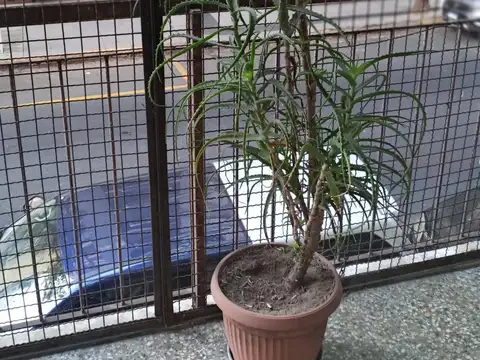Departamento en Venta Permite mascota