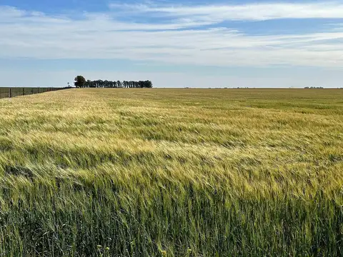 TRES ARROYOS: Vendemos Campo Mixto