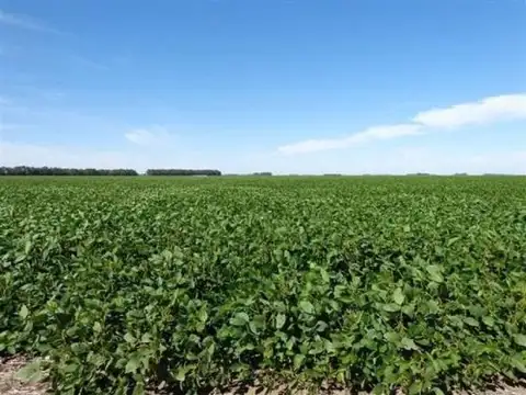 Campo  en Alquiler en Villa Huidobro, General Roca, Córdoba