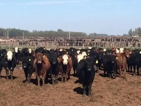 !Oportunidad¡ Campo Mixto 500 Has. 80% Agrícola