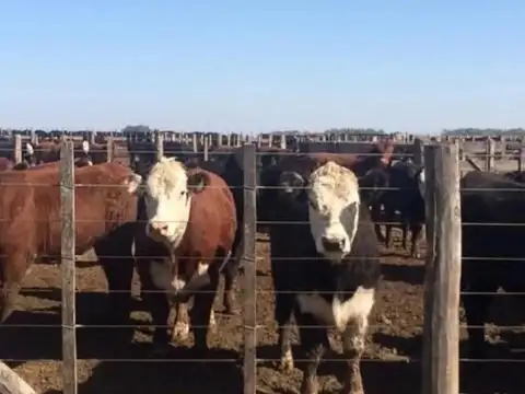 !Oportunidad¡ Campo Mixto 500 Has. 80% Agrícola