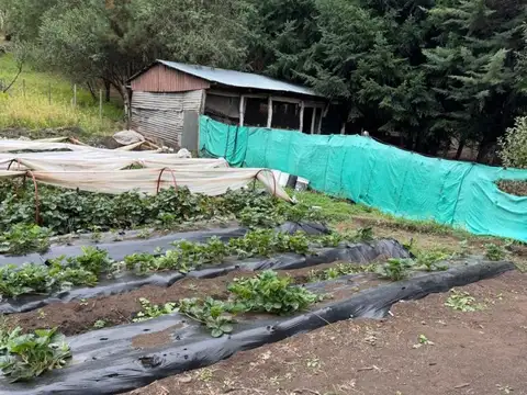 Los Cipreses ? Chacra en Venta | 4 Hectáreas