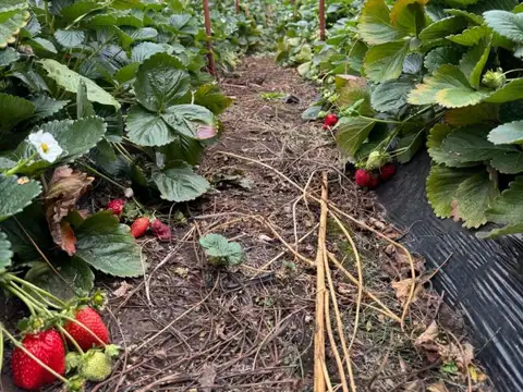 Los Cipreses ? Chacra en Venta | 4 Hectáreas