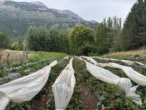 Los Cipreses ? Chacra en Venta | 4 Hectáreas