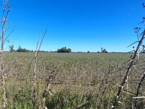 31,12 HECTAREAS SOBRE RUTA 9 . A 17 KK DE ZARATE BRAZO LARGO. IDEAL CHACRA, BARRIO CERRADO, ECT